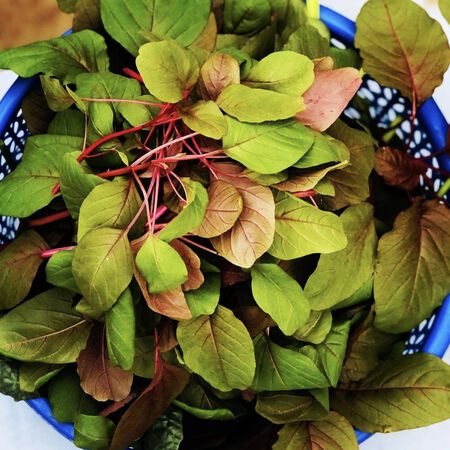 Red Garnet Amaranth, Sprouts - 1 Ounce image number null